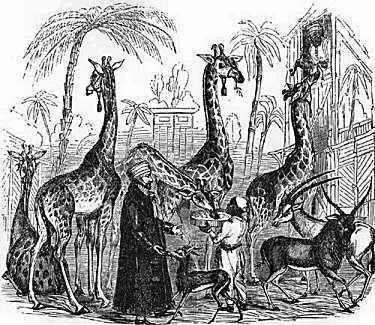 Giraffes at Surrey Zoological Gardens, Illustrated London News 1843