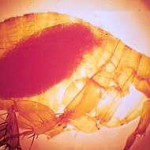 plague flea