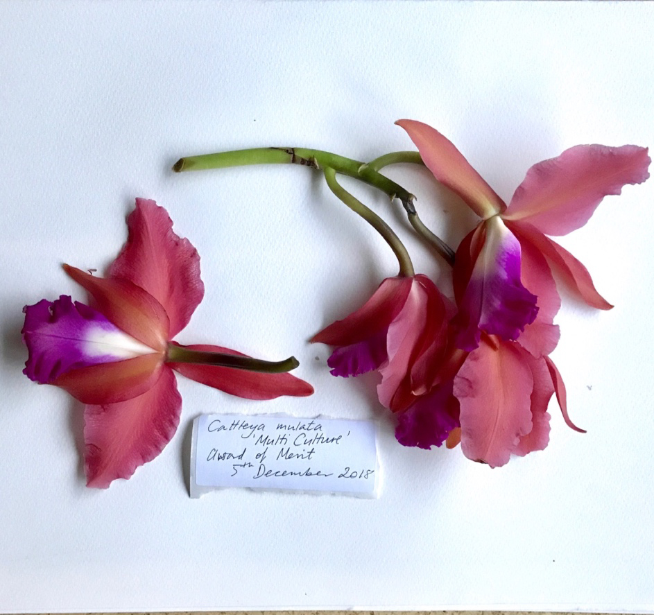 Drying orchids to return to the Herbarium at RHS Wisley