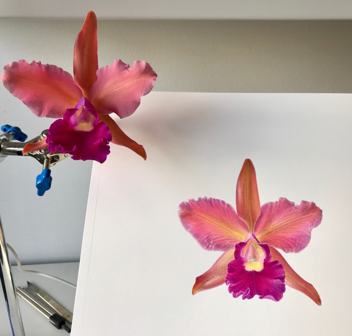 orchid by deborah lambkin